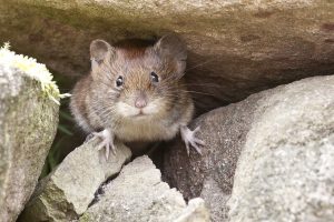 mouse on stony ground