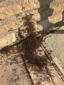 Ants swarming on the ground