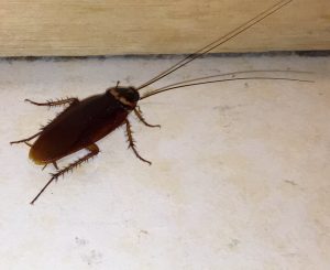 roach on the kitchen floor
