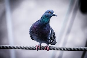 pigeon in outdoor